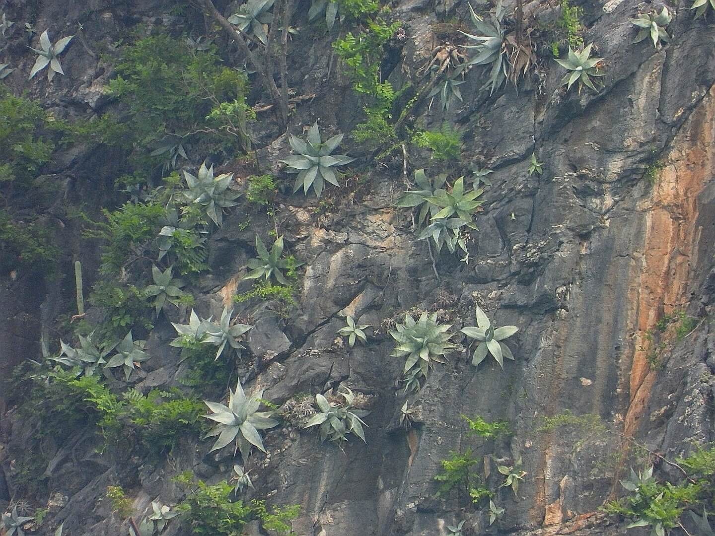 Agave guiengola 